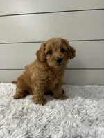 Luna , a female Miniature Goldendoodle for sale in Millersburg, OH – 4 of 7
