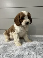 Milo , a male Cavapoo for sale in Millersburg, OH – 6 of 6