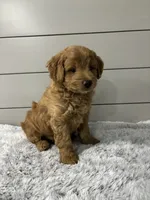 Rocky, a male Miniature Goldendoodle for sale in Millersburg, OH – 4 of 5
