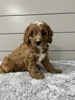 Ivy , a female Cavapoo for sale in Millersburg, OH – 8 of 8