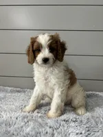 Teddy , a male Cavapoo for sale in Millersburg, OH – 3 of 7