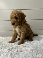 Maverick , a male Miniature Goldendoodle for sale in Millersburg, OH – 4 of 6