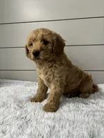 Max, a male Miniature Goldendoodle for sale in Millersburg, OH – 4 of 6