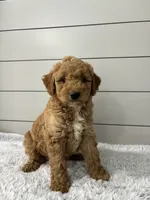 Maverick , a male Miniature Goldendoodle for sale in Millersburg, OH – 3 of 6