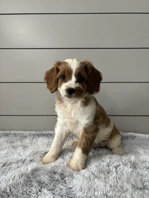Sky  – Cavapoo puppy for sale in Millersburg, OH