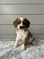 Sky , a female Cavapoo for sale in Millersburg, OH – 1 of 5
