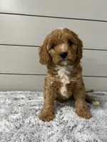 Nova , a female Cavapoo for sale in Millersburg, OH – 2 of 9