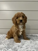Nova , a female Cavapoo for sale in Millersburg, OH – 8 of 9