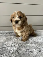 Bella , a female Miniature Goldendoodle for sale in Millersburg, OH – Photo 6 of 6