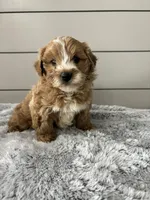 Bella , a female Miniature Goldendoodle for sale in Millersburg, OH – Photo 3 of 6