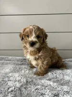 Bella , a female Miniature Goldendoodle for sale in Millersburg, OH – Photo 4 of 6