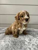 Bella , a female Miniature Goldendoodle for sale in Millersburg, OH – Photo 5 of 6