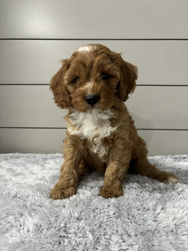 Dawson  – Cavapoo puppy for sale in Millersburg, OH
