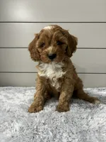 Dawson , a male Cavapoo for sale in Millersburg, OH – 1 of 7