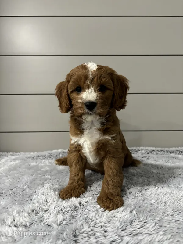 Maverick  – Cavapoo puppy for sale in Millersburg, OH