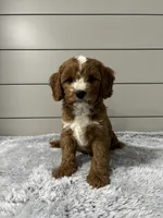 Maverick , a male Cavapoo for sale in Millersburg, OH – 1 of 8