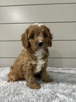 Ivy , a female Cavapoo for sale in Millersburg, OH – 7 of 8