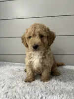 Oliver , a male Miniature Goldendoodle for sale in Millersburg, OH – 2 of 6