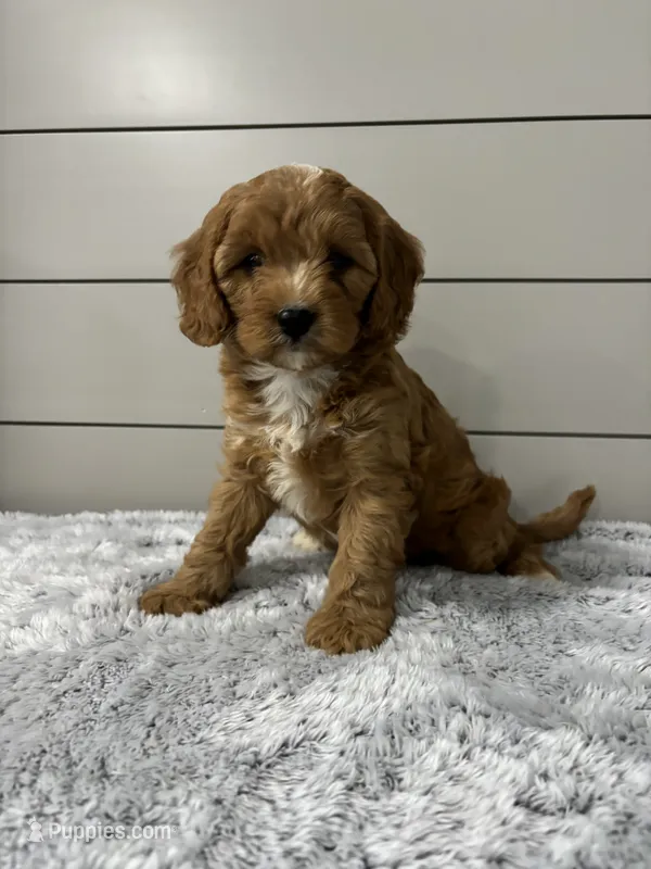 Nova  – Cavapoo puppy for sale in Millersburg, OH