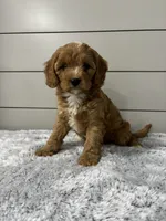 Nova , a female Cavapoo for sale in Millersburg, OH – 1 of 9