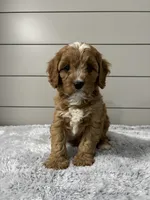 Ivy , a female Cavapoo for sale in Millersburg, OH – 1 of 8