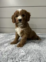Maverick , a male Cavapoo for sale in Millersburg, OH – 5 of 8