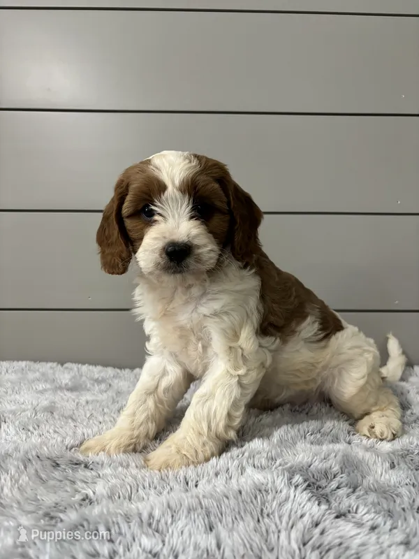 Milo  – Cavapoo puppy for sale in Millersburg, OH