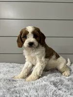 Milo , a male Cavapoo for sale in Millersburg, OH – 1 of 6