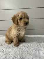 Oliver , a male Miniature Goldendoodle for sale in Millersburg, OH – 6 of 6