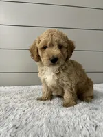 Oliver , a male Miniature Goldendoodle for sale in Millersburg, OH – 4 of 6