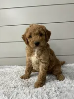 Maverick , a male Miniature Goldendoodle for sale in Millersburg, OH – 2 of 6