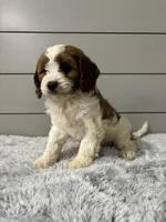 Milo , a male Cavapoo for sale in Millersburg, OH – 3 of 6