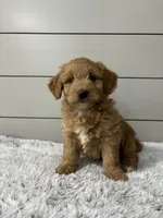 Bella, a female Miniature Goldendoodle for sale in Millersburg, OH – 1 of 6