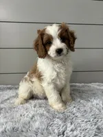 Teddy , a male Cavapoo for sale in Millersburg, OH – 2 of 7