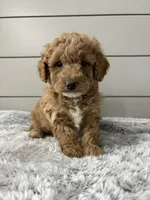 Rocky , a male Miniature Goldendoodle for sale in Millersburg, OH – Photo 1 of 8