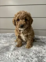 Rocky , a male Miniature Goldendoodle for sale in Millersburg, OH – Photo 6 of 8