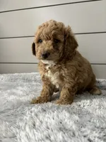 Rocky , a male Miniature Goldendoodle for sale in Millersburg, OH – Photo 8 of 8