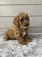 Rocky , a male Miniature Goldendoodle for sale in Millersburg, OH – Photo 7 of 8