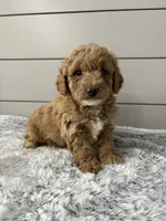 Rocky , a male Miniature Goldendoodle for sale in Millersburg, OH – Photo 4 of 8