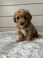 Rocky , a male Miniature Goldendoodle for sale in Millersburg, OH – Photo 2 of 8