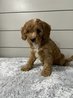 Nova , a female Cavapoo for sale in Millersburg, OH – 3 of 9