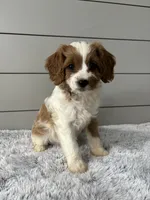 Sky , a female Cavapoo for sale in Millersburg, OH – 3 of 5