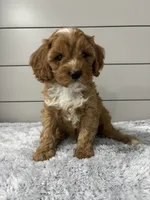 Dawson , a male Cavapoo for sale in Millersburg, OH – 3 of 7