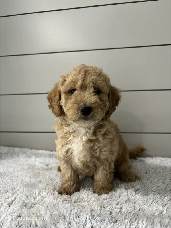 Oliver  – Miniature Goldendoodle puppy for sale in Millersburg, OH