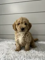 Oliver , a male Miniature Goldendoodle for sale in Millersburg, OH – 1 of 6