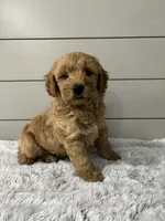 Max, a male Miniature Goldendoodle for sale in Millersburg, OH – 3 of 6