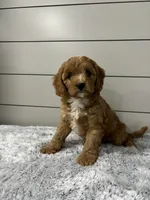 Nova , a female Cavapoo for sale in Millersburg, OH – 4 of 9