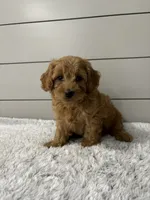 Luna , a female Miniature Goldendoodle for sale in Millersburg, OH – 3 of 7
