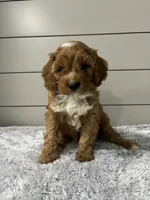 Dawson , a male Cavapoo for sale in Millersburg, OH – 2 of 7