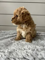 Willow, a female Miniature Goldendoodle for sale in Millersburg, OH – Photo 5 of 5